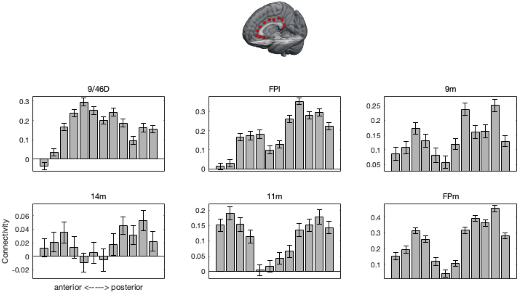 Mouse Cingulate Cortex